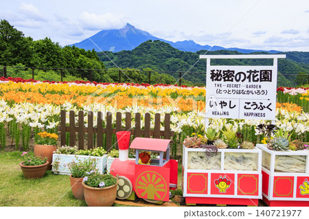 Lilies in full bloom at Tottori Flower Corridor Lilies in full bloom at Tottori Flower Corridor 140721977