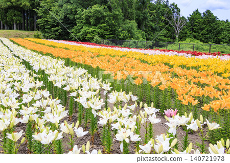鳥取花廊的百合花盛開 鳥取花廊的百合花盛開 140721978