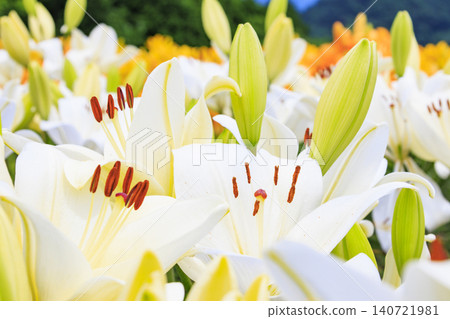 Lilies in full bloom at Tottori Flower Corridor Lilies in full bloom at Tottori Flower Corridor 140721981