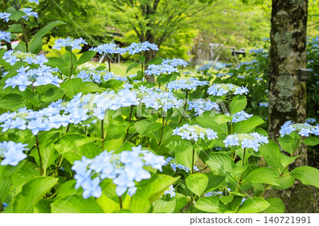 Lilies in full bloom at Tottori Flower Corridor Lilies in full bloom at Tottori Flower Corridor 140721991