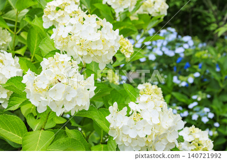 鳥取花廊的百合花盛開 鳥取花廊的百合花盛開 140721992