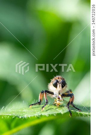 Robber fly catches prey and sucks its bodily fluids. Robber fly catches prey and sucks its bodily fluids. 140722016
