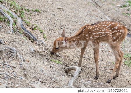 A fawn in Nara Park A fawn in Nara Park 140722021