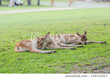 奈良公園裡一隻會打盹的小鹿 奈良公園裡一隻會打盹的小鹿 140722027