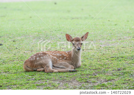 奈良公園的小鹿 140722029