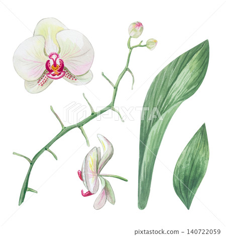 Watercolor white orchid set: branch, green leaves and flower. Watercolor white orchid set: branch, green leaves and flower. 140722059