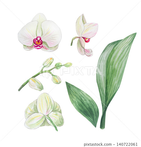 Watercolor botanical set of phalaenopsis orchid Watercolor botanical set of phalaenopsis orchid 140722061