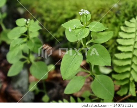 苔蘚覆蓋的小溪裡盛開著金盞花 140722122