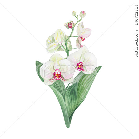 Watercolor botanical bouquet with three white phalaenopsis orchids and green leaves Watercolor botanical bouquet with three white phalaenopsis orchids and green leaves 140722319