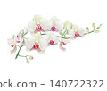 Watercolor white orchid branch with beautiful flowers and buds. Hand drawn botanical illustration isolated on transparent background 140722322