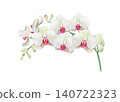 Beautiful watercolor white orchid branch with and elegant buds. Hand drawn botanical illustration isolated on transparent background. 140722323