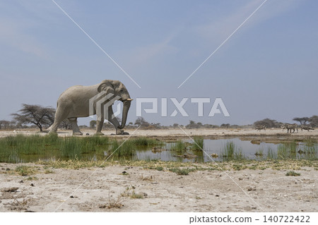 Bull African Elephant at a waterhole in Namibia Bull African Elephant at a waterhole in Namibia 140722422
