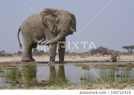 Bull African Elephant at a waterhole in Namibia Bull African Elephant at a waterhole in Namibia 140722428