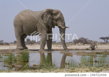 Bull African Elephant at a waterhole in Namibia Bull African Elephant at a waterhole in Namibia 140722430