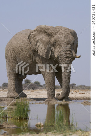 Bull African Elephant at a waterhole in Namibia Bull African Elephant at a waterhole in Namibia 140722431