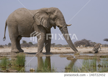 Bull African Elephant at a waterhole in Namibia Bull African Elephant at a waterhole in Namibia 140722432