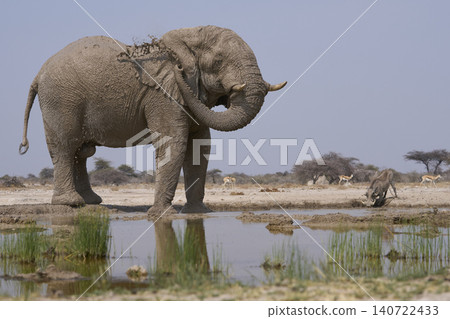 Bull African Elephant at a waterhole in Namibia Bull African Elephant at a waterhole in Namibia 140722433