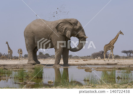 Bull African Elephant at a waterhole in Namibia Bull African Elephant at a waterhole in Namibia 140722438