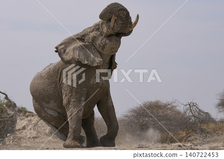 Bull African Elephant at a waterhole in Namibia Bull African Elephant at a waterhole in Namibia 140722453