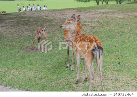 奈良公園裡友善的鹿 奈良公園裡友善的鹿 140722464