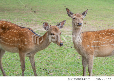 奈良公園裡友善的鹿 奈良公園裡友善的鹿 140722466