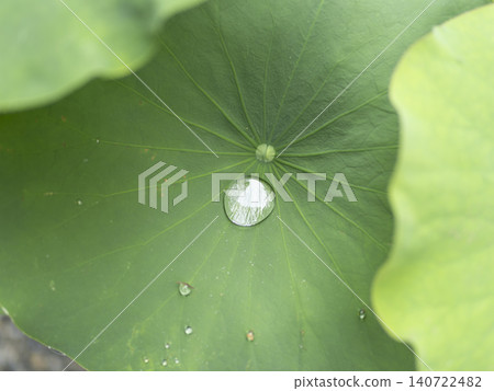 蓮花葉子和水滴 140722482