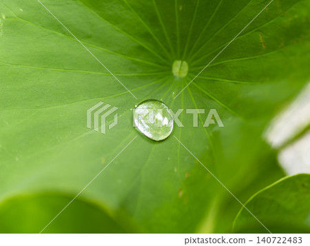 蓮花葉子和水滴 蓮花葉子和水滴 140722483