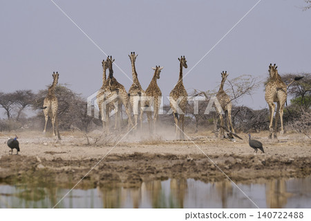 Group of Giraffe make hasty exist from waterhole in Namibia Group of Giraffe make hasty exist from waterhole in Namibia 140722488