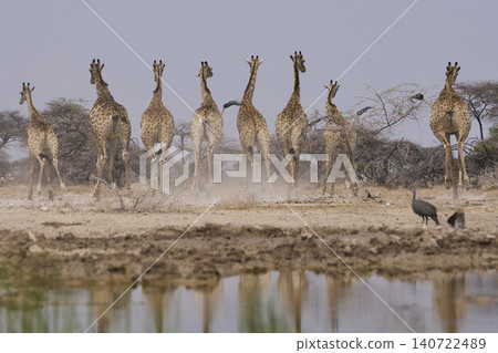 Group of Giraffe make hasty exist from waterhole in Namibia Group of Giraffe make hasty exist from waterhole in Namibia 140722489