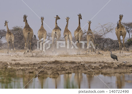 Group of Giraffe make hasty exist from waterhole in Namibia Group of Giraffe make hasty exist from waterhole in Namibia 140722490