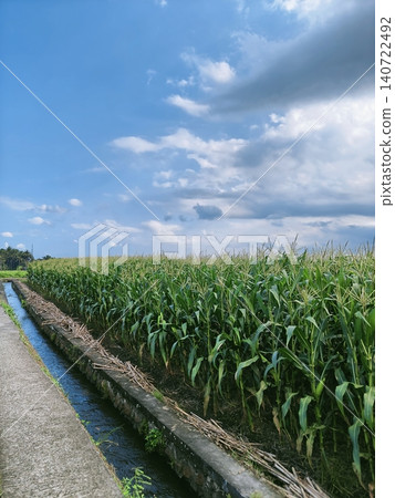 Green corn field plantation in the bright sunny day Green corn field plantation in the bright sunny day 140722492