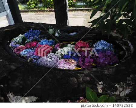 Hydrangeas in a water basin bathed in dappled sunlight (Rokujo Hachimangu Shrine's purification fountain) Hydrangeas in a water basin bathed in dappled sunlight (Rokujo Hachimangu Shrine's purification fountain) 140722528