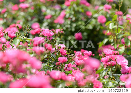Rose garden in full bloom Rose garden in full bloom 140722529