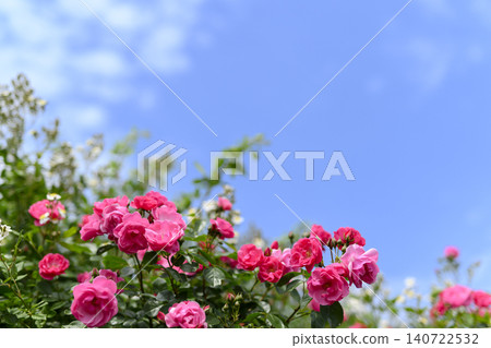 Roses in full bloom and blue sky Roses in full bloom and blue sky 140722532