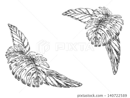 Monstera and banana leaves set vintage botanical illustration with two corners. Engraved botanical vector sketch for exotic villa branding, luxury wedding invitation, or textile pattern design Monstera and banana leaves set vintage botanical illustration with two corners. Engraved botanical vector sketch for exotic villa branding, luxury wedding invitation, or textile pattern design 140722589