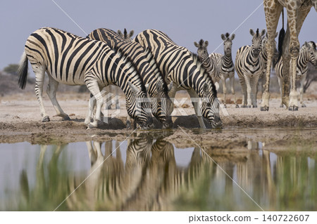 Group of Plains Zebra drinking at a waterhole Group of Plains Zebra drinking at a waterhole 140722607
