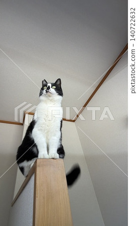 A cat that is looking outside and sitting still. A cat that is looking outside and sitting still. 140722632