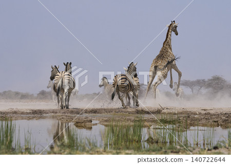 Wildlife make a quick exit from a waterhole Wildlife make a quick exit from a waterhole 140722644