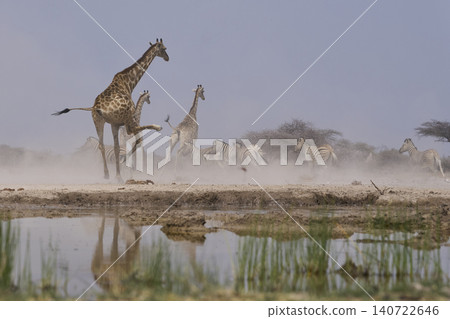 Wildlife make a quick exit from a waterhole Wildlife make a quick exit from a waterhole 140722646