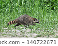 raccoon  140722671