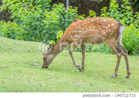 奈良公園的鹿 奈良公園的鹿 140722715