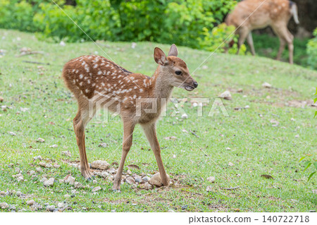 Fawn Nara Park Fawn Nara Park 140722718