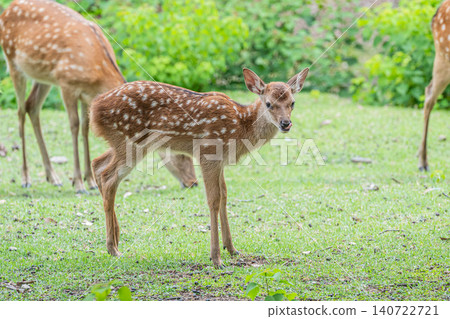 Fawn Nara Park 140722721