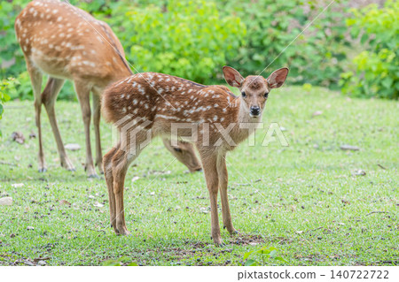 Fawn Nara Park 140722722