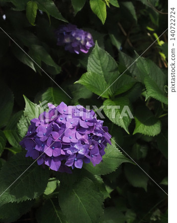 Hydrangeas in the dappled sunlight (purple hydrangeas on Mt. Gennai) 140722724