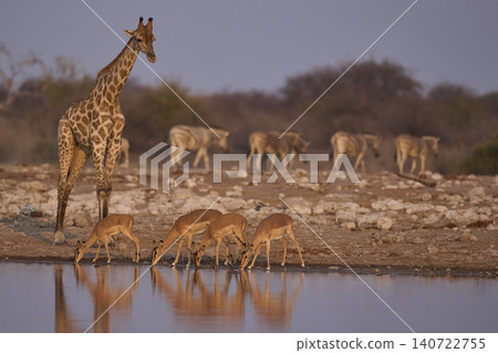 Wildlife drinking at a waterhole Wildlife drinking at a waterhole 140722755