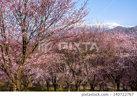 The view of the fully bloomed Ooyamazakura cherry trees covering the slopes of Urabandai at Sakura Pass in Ooshio, Kitashiobara Village, Yama District, Fukushima Prefecture, alongside the snow-capped Iide Mountain Range. 140722767