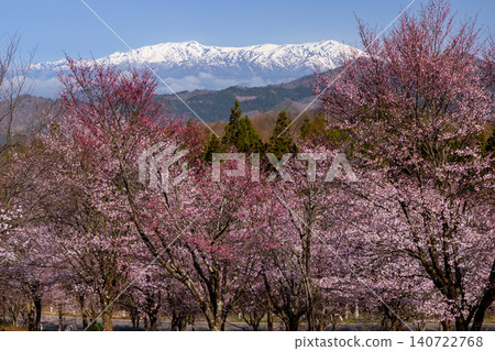 The view of the fully bloomed Ooyamazakura cherry trees covering the slopes of Urabandai at Sakura Pass in Ooshio, Kitashiobara Village, Yama District, Fukushima Prefecture, alongside the snow-capped Iide Mountain Range. The view of the fully bloomed Ooyamazakura cherry trees covering the slopes of Urabandai at Sakura Pass in Ooshio, Kitashiobara Village, Yama District, Fukushima Prefecture, alongside the snow-capped Iide Mountain Range. 140722768