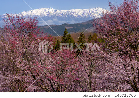 The view of the fully bloomed Ooyamazakura cherry trees covering the slopes of Urabandai at Sakura Pass in Ooshio, Kitashiobara Village, Yama District, Fukushima Prefecture, alongside the snow-capped Iide Mountain Range. The view of the fully bloomed Ooyamazakura cherry trees covering the slopes of Urabandai at Sakura Pass in Ooshio, Kitashiobara Village, Yama District, Fukushima Prefecture, alongside the snow-capped Iide Mountain Range. 140722769