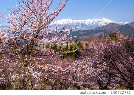 The view of the fully bloomed Ooyamazakura cherry trees covering the slopes of Urabandai at Sakura Pass in Ooshio, Kitashiobara Village, Yama District, Fukushima Prefecture, alongside the snow-capped Iide Mountain Range. The view of the fully bloomed Ooyamazakura cherry trees covering the slopes of Urabandai at Sakura Pass in Ooshio, Kitashiobara Village, Yama District, Fukushima Prefecture, alongside the snow-capped Iide Mountain Range. 140722772